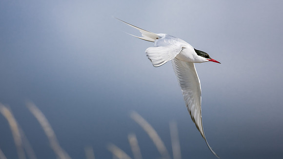 CecileTerrasse_photographe_Nature_wildlife_photographer_sterne1