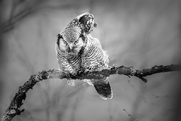 CecileTerrasse_photographe_Nature_wildlife_photographer_chouetteNB