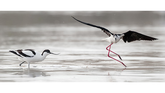 CecileTerrasse_photographe_Nature_wildlife_photographer_echasse_avocette