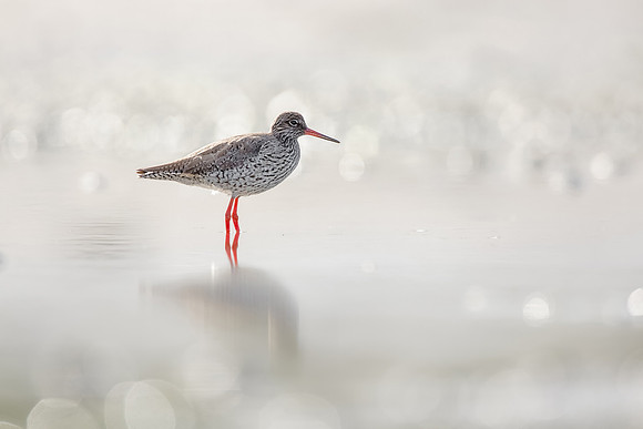 CecileTerrasse_photographe_Nature_wildlife_photographer_chevalierGambette