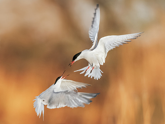 CecileTerrasse_photographe_Nature_wildlife_photographer_sternes