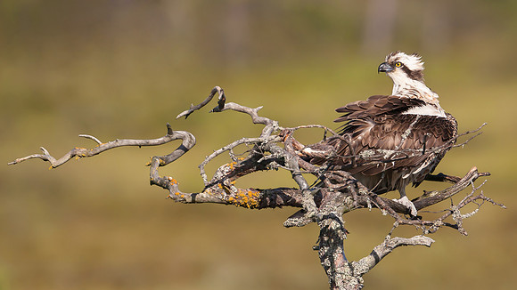 CecileTerrasse_photographe_Nature_wildlife_photographer_balbuzard
