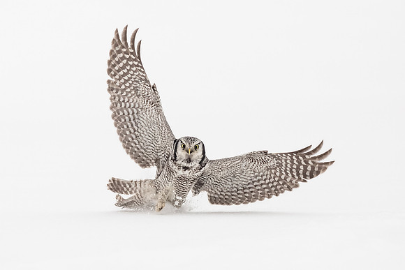 photographe_Nature_wildlife_photographer_Cecile_Terrasse_chouette_3
