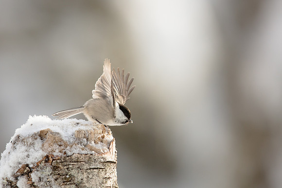photographe_Nature_wildlife_photographer_Cecile_Terrasse_mesange_1