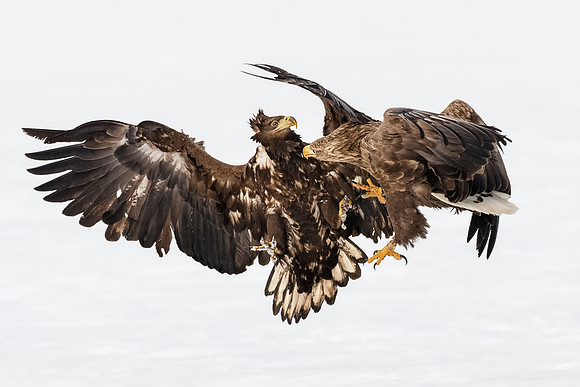 CecileTerrasse_photographe_Nature_wildlife_photographer_pygargue2