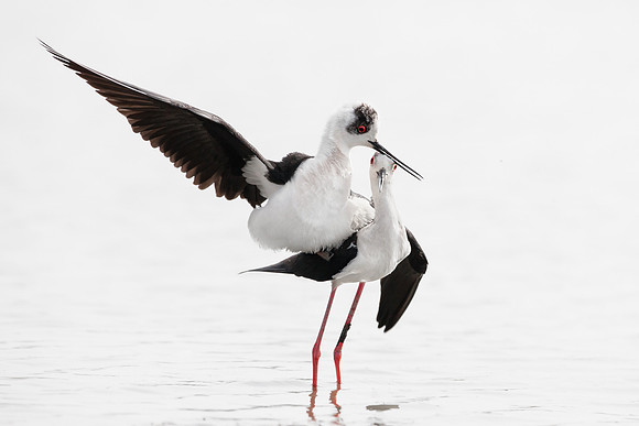 CecileTerrasse_photographe_Nature_wildlife_photographer_echasses