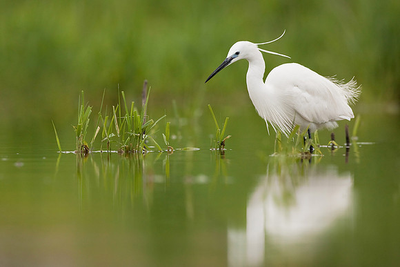 CecileTerrasse_photographe_Nature_wildlife_photographer_aigrette