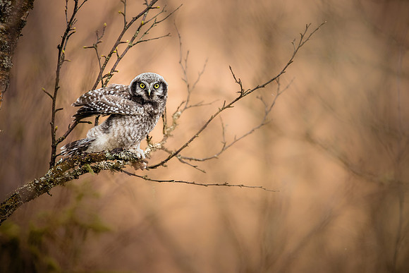CecileTerrasse_photographe_Nature_wildlife_photographer_chouette2
