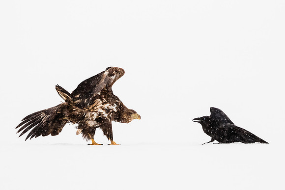 CecileTerrasse_photographe_Nature_wildlife_photographer_pygargue