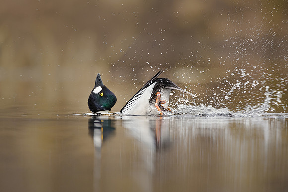 CecileTerrasse_photographe_Nature_wildlife_photographer_garrot
