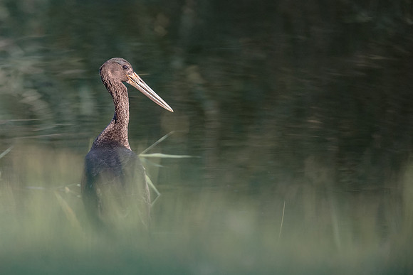 photographe_Nature_wildlife_photographer_Cecile_Terrasse_cigogne_Noire
