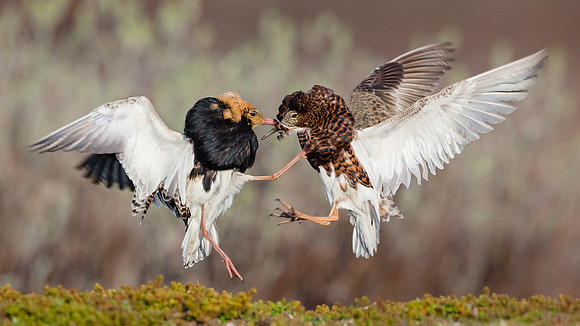 CecileTerrasse_photographe_Nature_wildlife_photographer_combattant