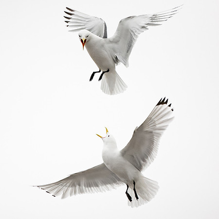 CecileTerrasse_photographe_Nature_wildlife_photographer_Tridactyle