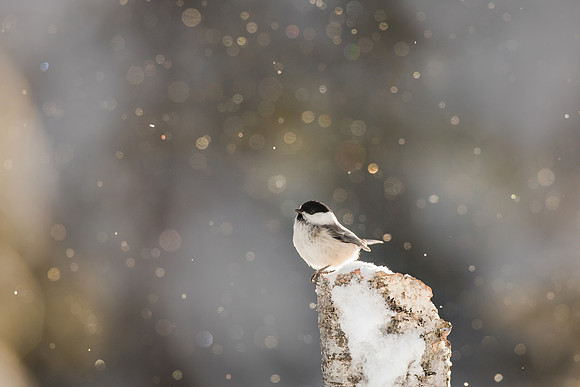 photographe_Nature_wildlife_photographer_Cecile_Terrasse_mesange_2