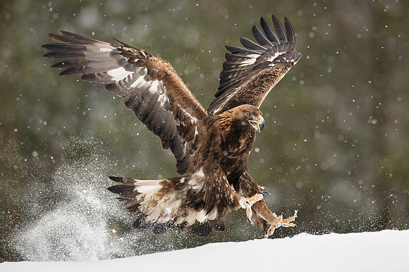 CecileTerrasse_photographe_Nature_wildlife_photographer_aigles