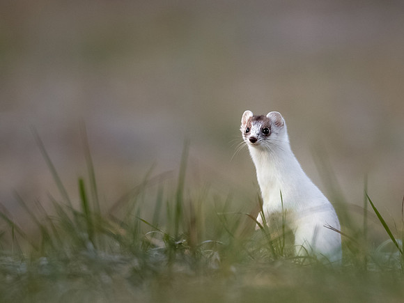 CecileTerrasse_photographe_Nature_wildlife_photographer_hermine