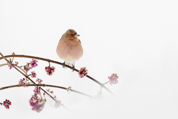 photographe_Nature_wildlife_photographer_Cecile_Terrasse_pinson_1