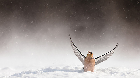 photographe_Nature_wildlife_photographer_Cecile_Terrasse_pinson_2