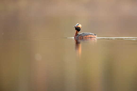 CecileTerrasse_photographe_Nature_wildlife_photographer_grebe