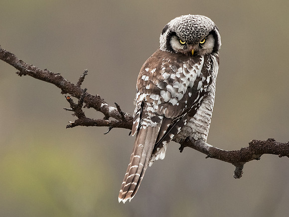CecileTerrasse_photographe_Nature_wildlife_photographer_Couette_epervière