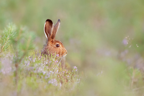 CecileTerrasse_photographe_Nature_wildlife_photographer_lievre