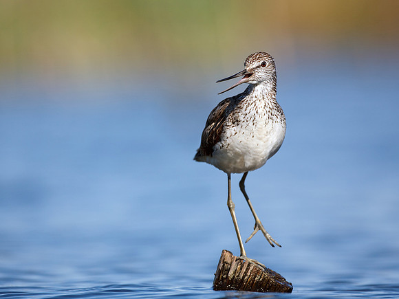 CecileTerrasse_photographe_Nature_wildlife_photographer_aboyeur