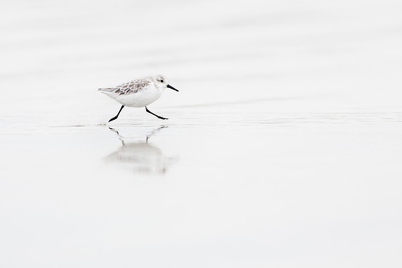 photographe_Nature_wildlife_photographer_Cecile_Terrasse_becasseau