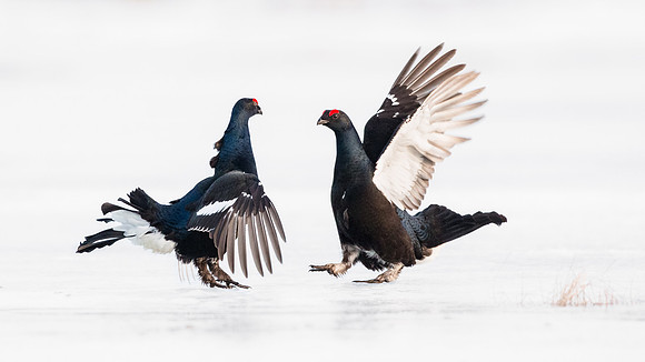 photographe_Nature_wildlife_photographer_Cecile_Terrasse_Tetras_1