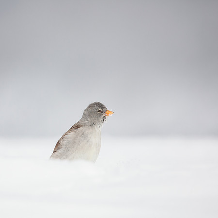 CecileTerrasse_photographe_Nature_wildlife_photographer_niverole