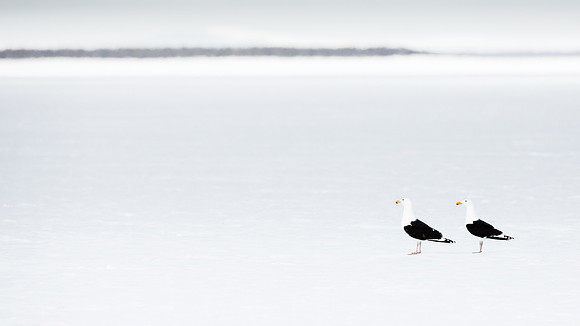 CecileTerrasse_photographe_Nature_wildlife_photographer_goeland