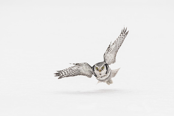photographe_Nature_wildlife_photographer_Cecile_Terrasse_chouette1