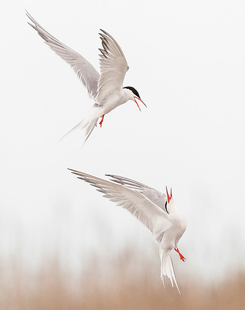 photographe de nature et d'oiseaux, sternes