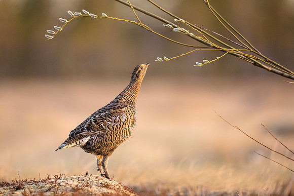 photographe de nature et d'oiseaux, tétras lyre femelle