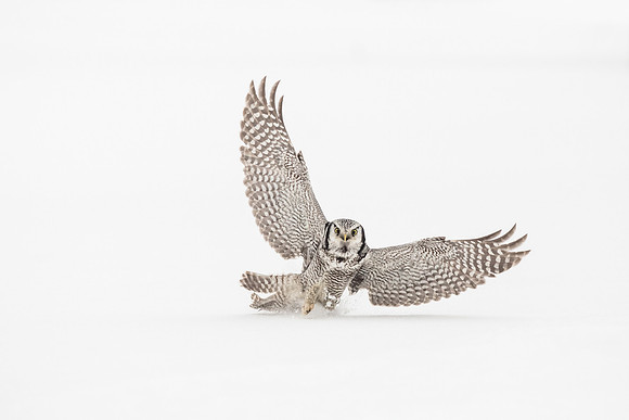 photographe de nature et d'oiseaux, chouette épervière