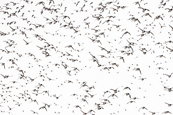 photographe de nature et d'oiseaux, graphisme
