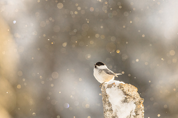 photographe de nature et d'oiseaux sous flocons de neige