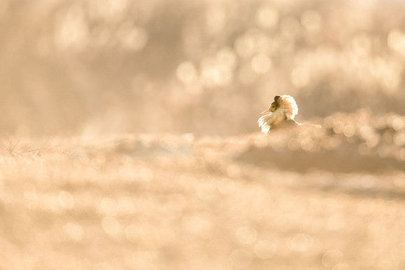 photographe de nature et d'oiseaux, contre jour
