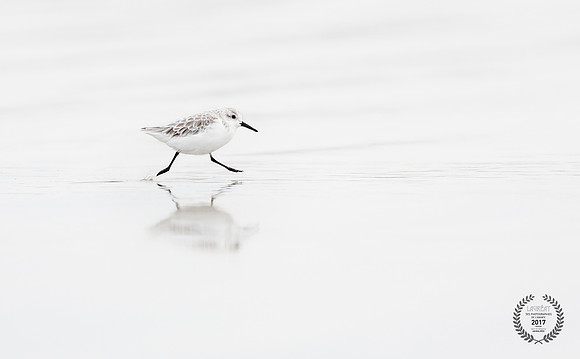 photographe de nature et d'oiseaux cecile terrasse