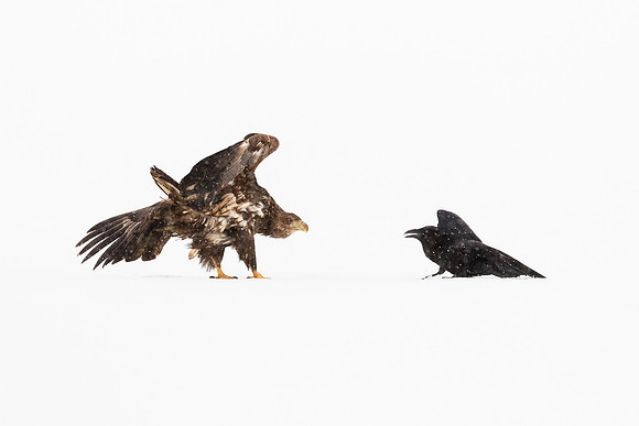 photographe de nature et d'oiseaux, pygargue