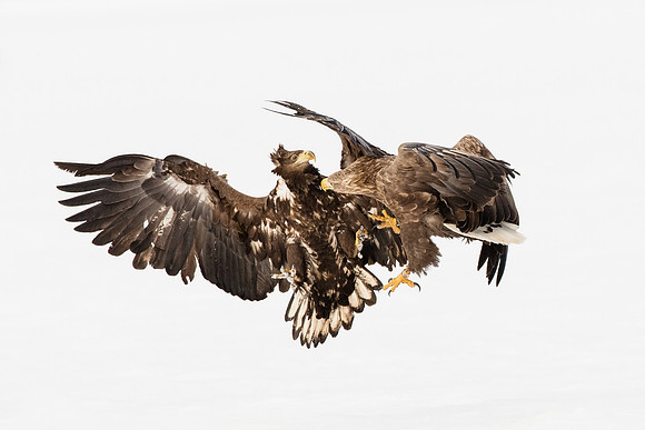 photographe de nature et d'oiseaux, combat de pygargues
