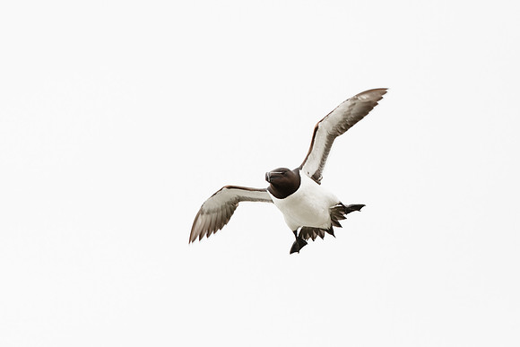 photographe de nature et d'oiseaux, pingouin torda