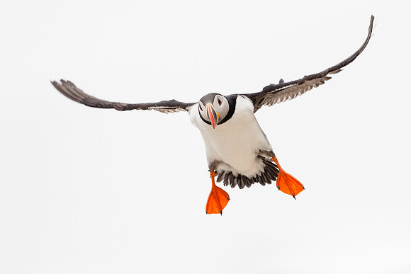 photographe de nature et d'oiseaux, macareux