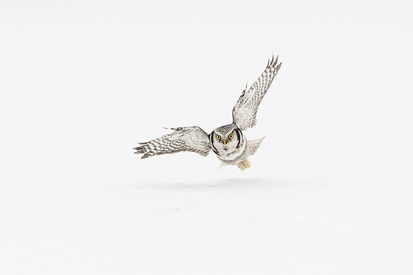 photographe de nature et d'oiseaux, chouette