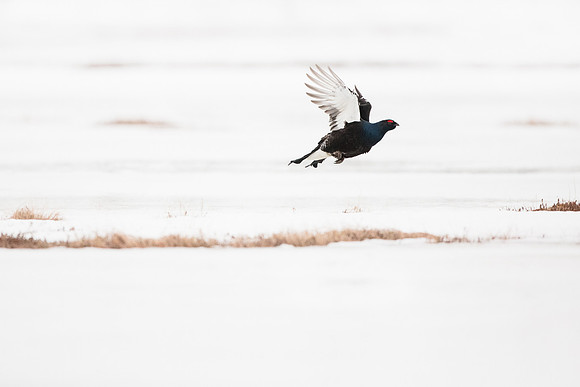 photographe de nature et d'oiseaux, tétras lyre