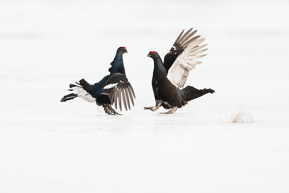 photographe de nature et d'oiseaux, combat de tétras