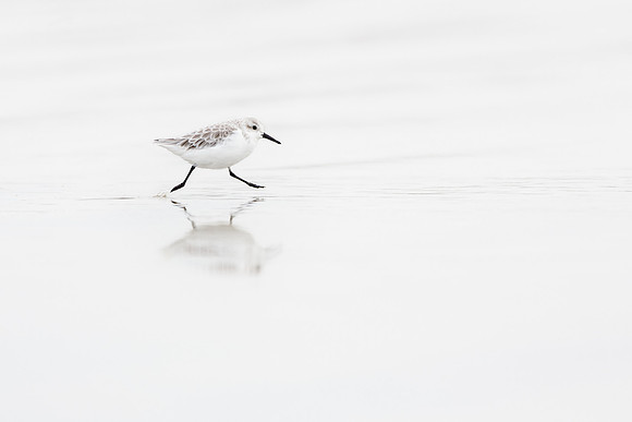 photographe de nature et d'oiseaux, bécasseau