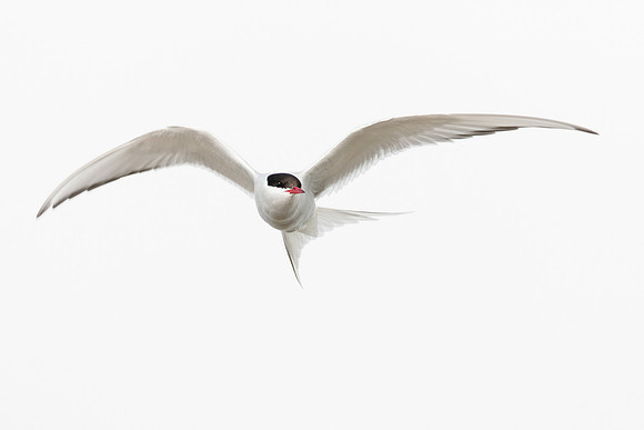 photographe de nature et d'oiseaux, sterne