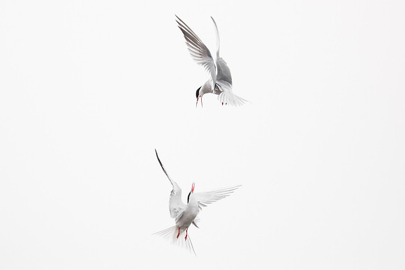 photographe de nature et d'oiseaux, sternes