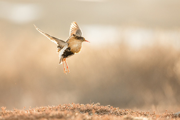 photographe de nature et d'oiseaux, combattant varié en vol