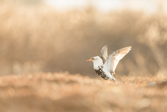 photographe de nature et d'oiseaux, combattant varié